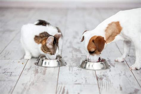 Can Cats Eat Dog Food A Vets Perspective