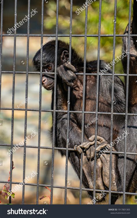 caged monkey images stock  vectors shutterstock