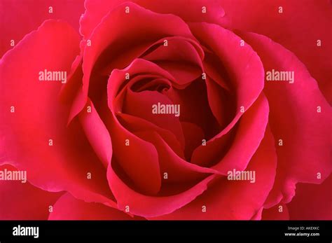 Rose Rosa Rosaceae Stock Photo Alamy