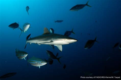 Shark Awareness Day | Understanding & Protecting Sharks in Tuna ...