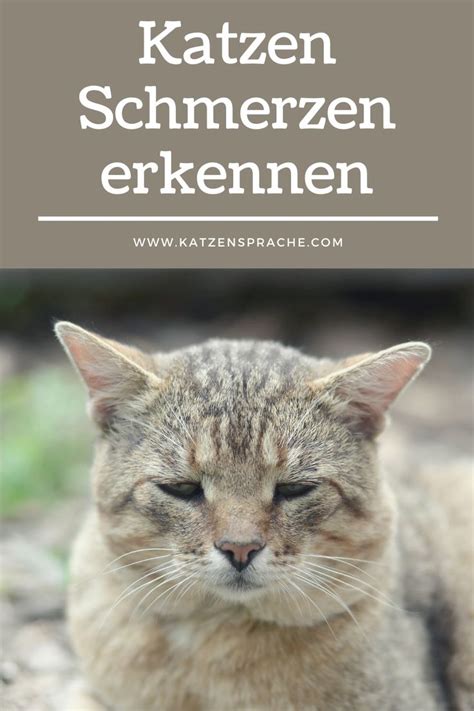 Katzen Schmerzen Erkennen Katzen Katzenkrankheiten Katzengesundheit