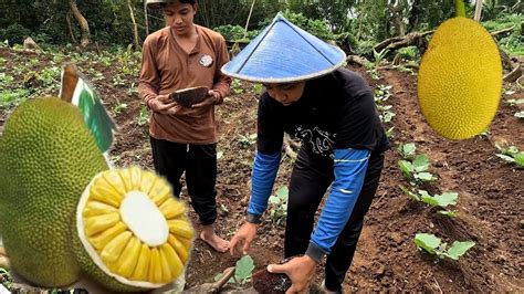 Walang Ubos Ang Langka Sa Bukid Hinog Na Hinog Na Pangunguha Ng