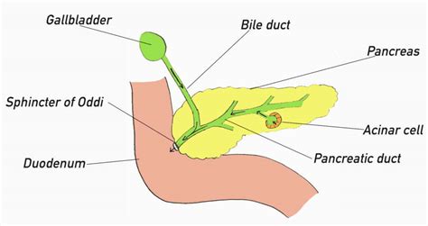 Pancreatic Carcinoma Mccollum Consultants