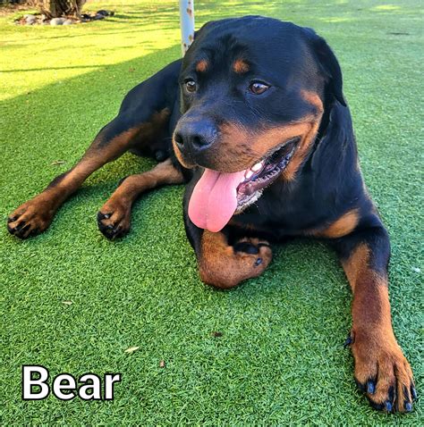 The letter of the day is B! Bear,... - New Tampa Pet Resort