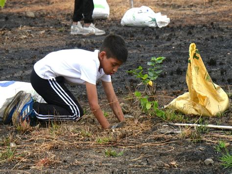 As Se Realiz La Primera Fase De Reforestaci N Del Parque Samanes