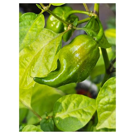 How Hot Are Trinidad Scorpion Peppers