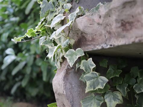 Хедера хеликс (Hedera helix) уход за плющом в домашних условиях после ...