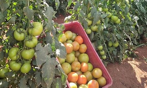 TOMATE CEPEA Frio e chuva reduzem oferta e preço sobe em alguns