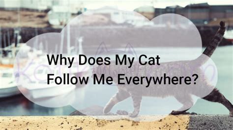 Why Does My Cat Follow Me Everywhere? - Kotikmeow