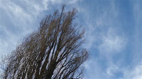 Free Images Landscape Tree Nature Grass Branch Snow Winter