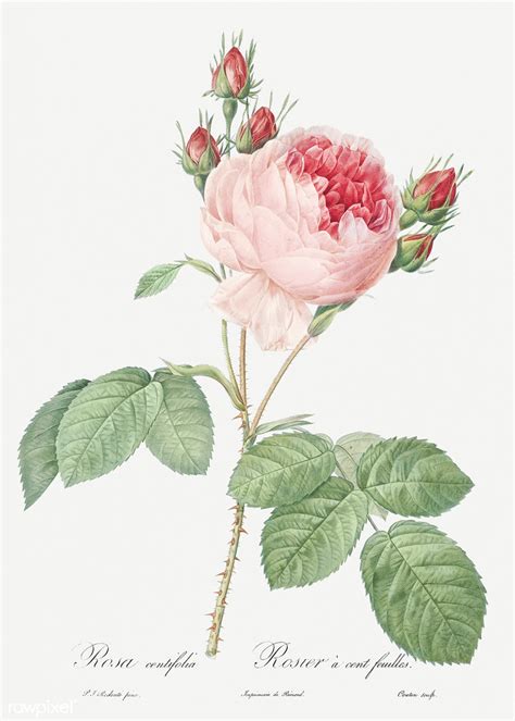 vintage provence rose drawing    cc attri flickr