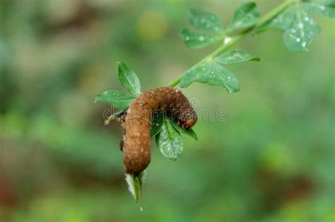Beautiful Macro Photography Of A Detailed Brown Worm Eating Some Little