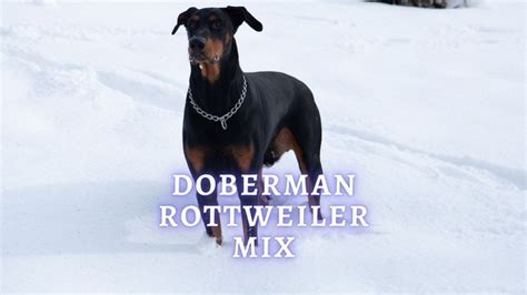 Doberman Rottweiler Mix: Appearance, Personality, Health and Care