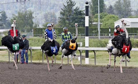Corrida De Avestruz