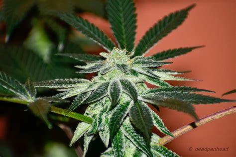 Thin Mints Discover Unique Seeds — Deadpanhead Seeds