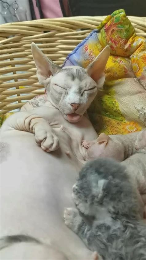 Naked Cats Ideas In Cats Hairless Cat Sphynx Cat
