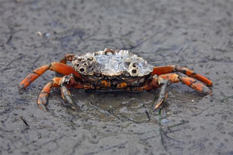 Efficient Predator Invasive European Green Crab Found In New Area Of