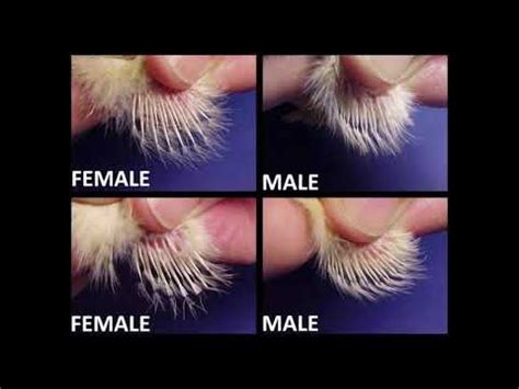 How To Sex A Chicken Artofit