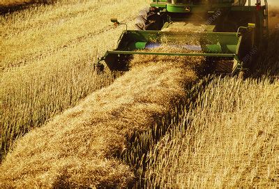 Farmer Harvesting Canola Crop Stock Image E Science Photo