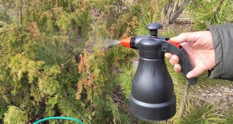 «Ракурс»: инструкция по применению препарата от ржавчины, шютте и ...