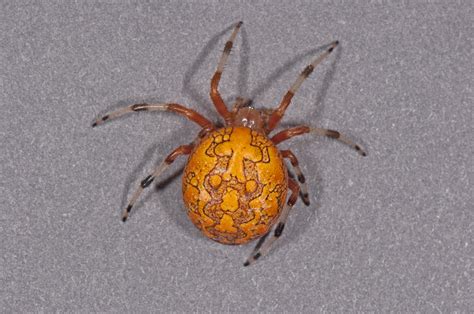 halloween spider spidersrule