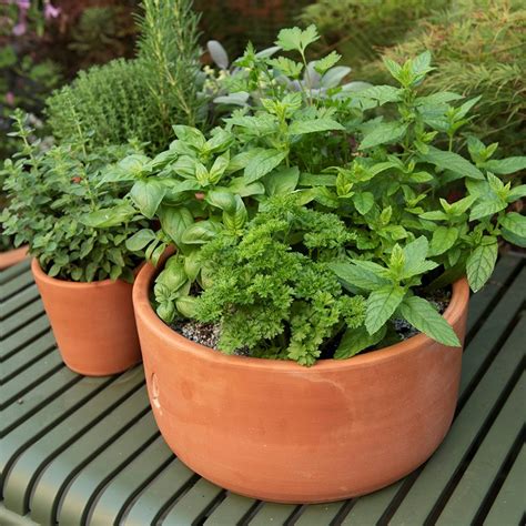 Buy Terracotta Herb Bowl Large