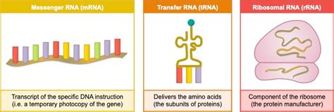 Nucleic Acids Vce Bioninja