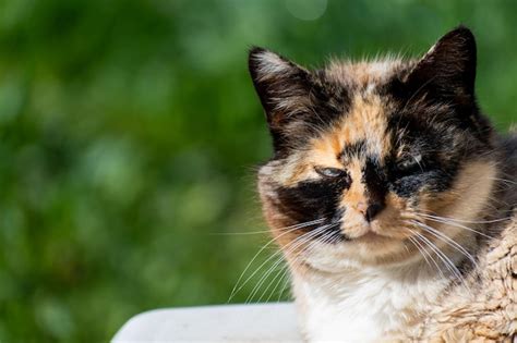Premium Photo Beautiful Calico Pussy With Blue Eyes Staring At The Sun With Grass Background