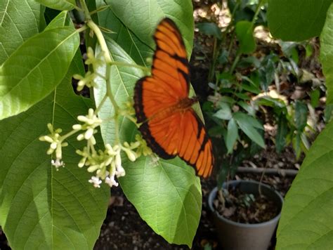 Mariposa Pasionaria De Alas Largas Desde Tila 29935 Frontera Corozal