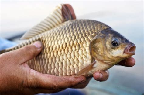 Karausche Steckbrief | Simfisch.de – Angeln und Outdoor!