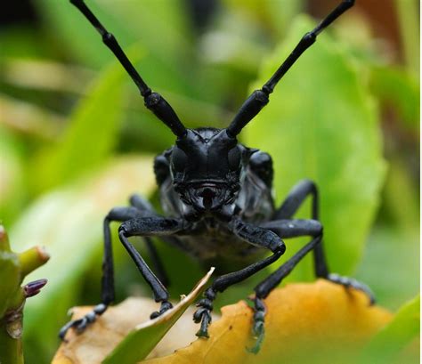 Yakushima nature is abundant with a great variety of species