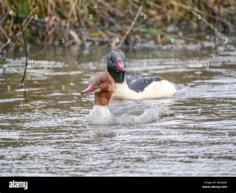 A Male And Female Goosander Mergus Merganser Pair Swimming On Crime