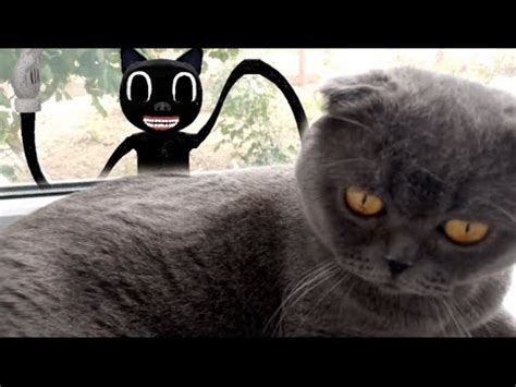 КАРТУН КЕТ ПРОНИК В НАШ ДОМ😱Кот Тимофей и КАРТУН кет|1 серия| - YouTube