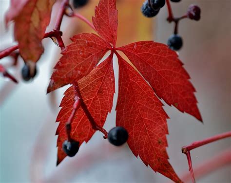 Autumn Leaf Colours Berries Free Photo On Pixabay Pixabay