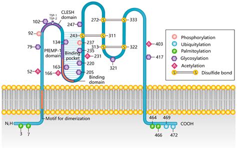 Rhesus Transmembrane Protein Complex