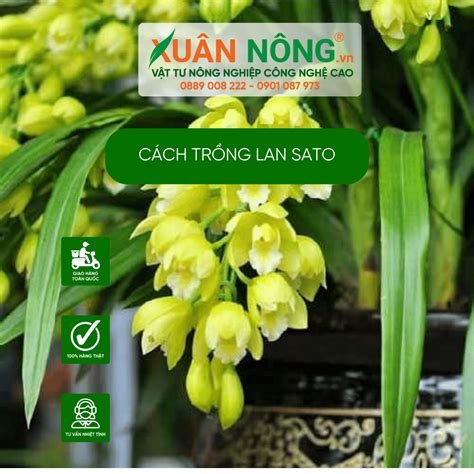 Cách trồng lan sato năng suất cao 