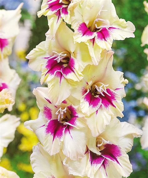 Гладиолус Амбер мистический: семена и саженцы купить | цена 180 руб.