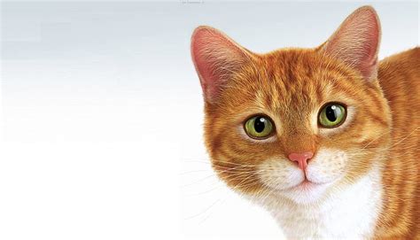 Cat Minimalism Pussy Ginger Eric Tranchefeux HD Wallpaper Wallpaperbetter