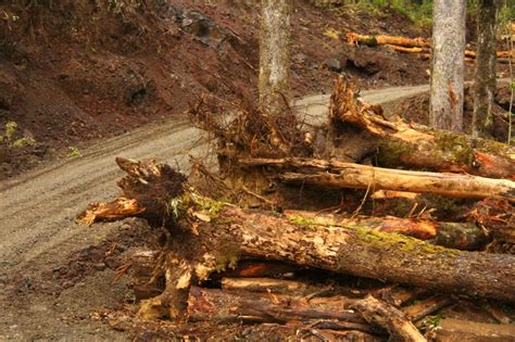 Tala ilegal de árboles nativos afectan los Saltos de Marimán