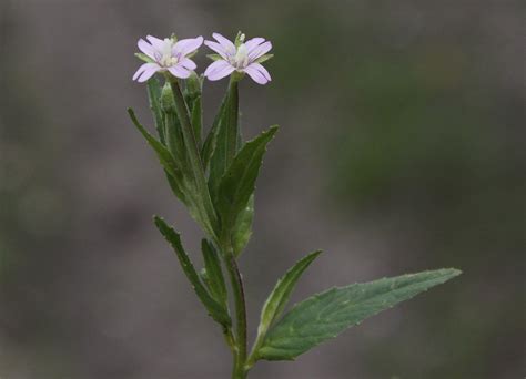 Epilobium tetragonum