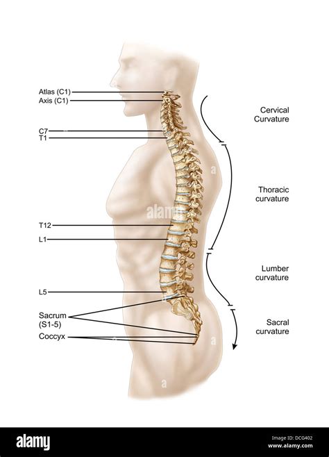 Cervical Vertebrae Lateral View Labeled