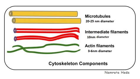 B for Biology: Cytoskeleton 