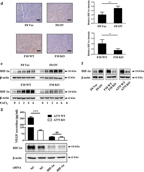 Cxcr Contributes To Melanoma Angiogenesis And Promotes Vegf Secretion