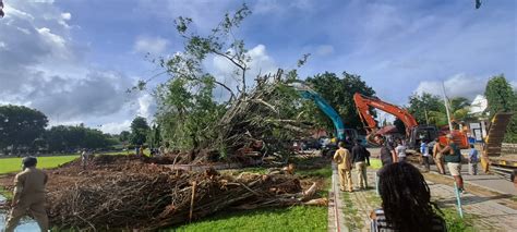 Setelah 10 Hari Tumbang Pohon Beringin Raksasa Soekarno Akhirnya