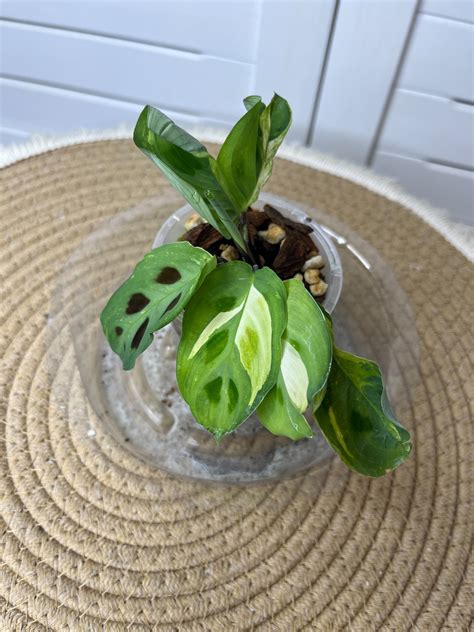Maranta Variegated (Prayer Plant) 9 – SOUL PLANT