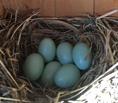 Cascade Ramblings: Western Bluebird Eggs!