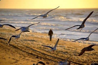 Gaviota Qué es características definición y concepto