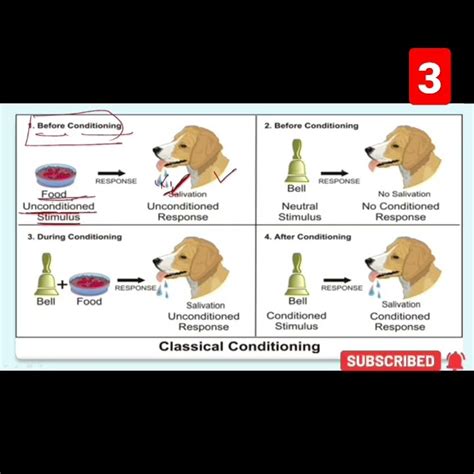 Ivan Pavlov Classical Conditioning Theory Youtube