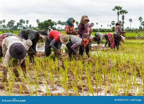 Cambodian Farmers Work Together Planting Rice Editorial Stock Photo