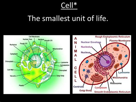 Introduction To Cells Notebook Page Ppt Download